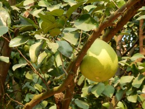 Yes, that's an orange!