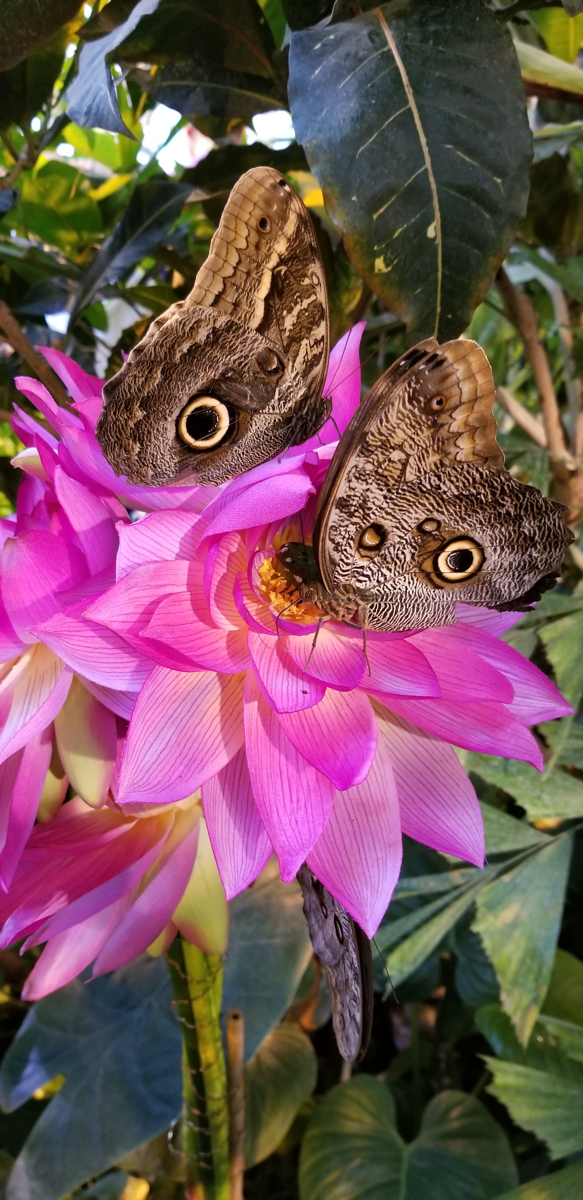 Butterfly eyes at Vienna's Butterfly House
