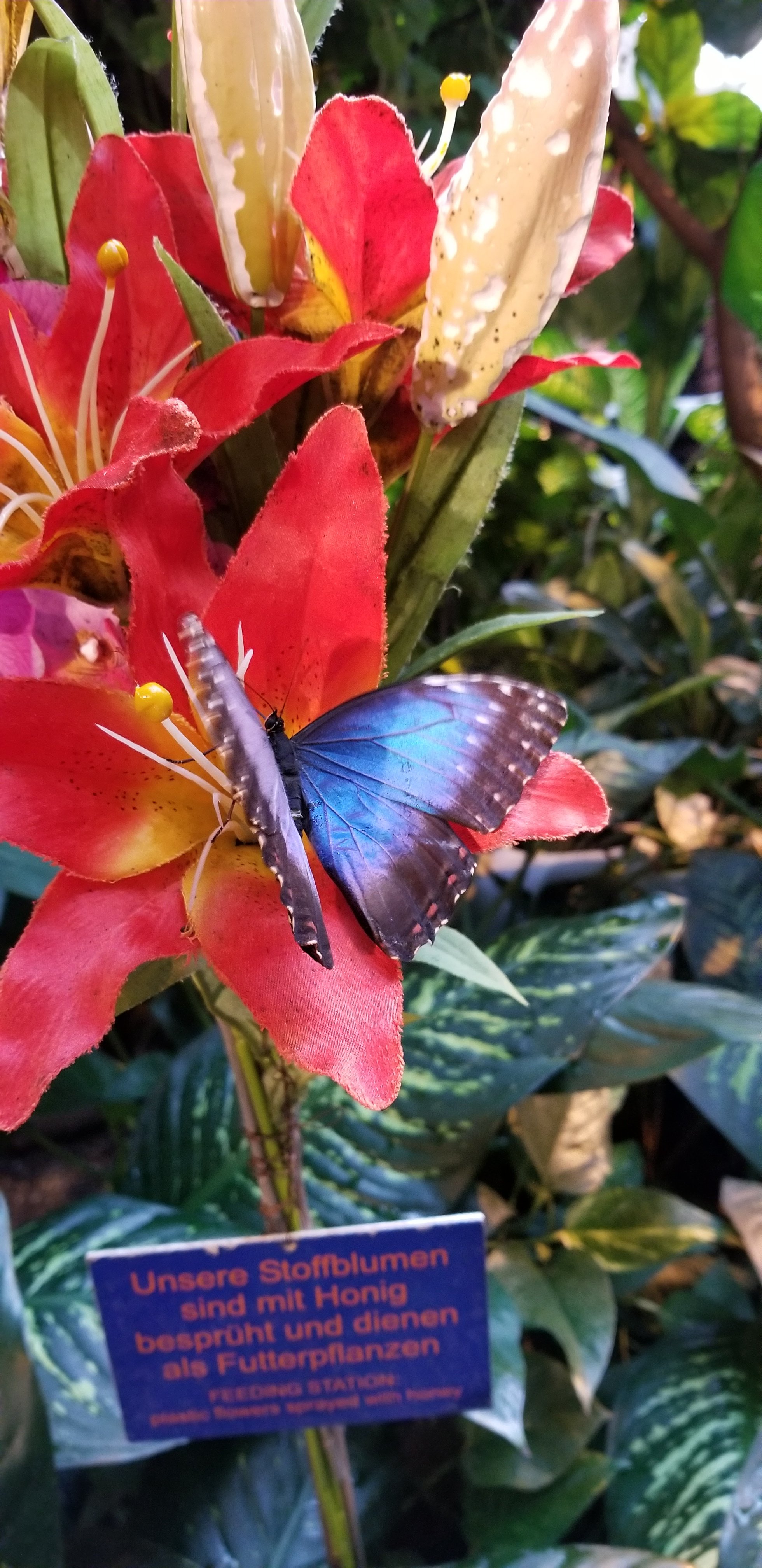 Butterfly House, Vienna