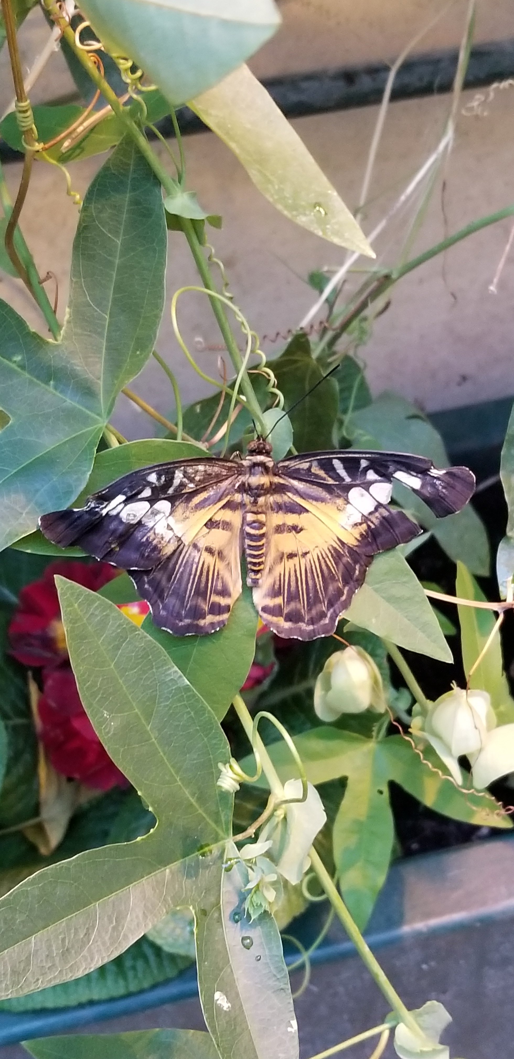 Butterfly House, Vienna 